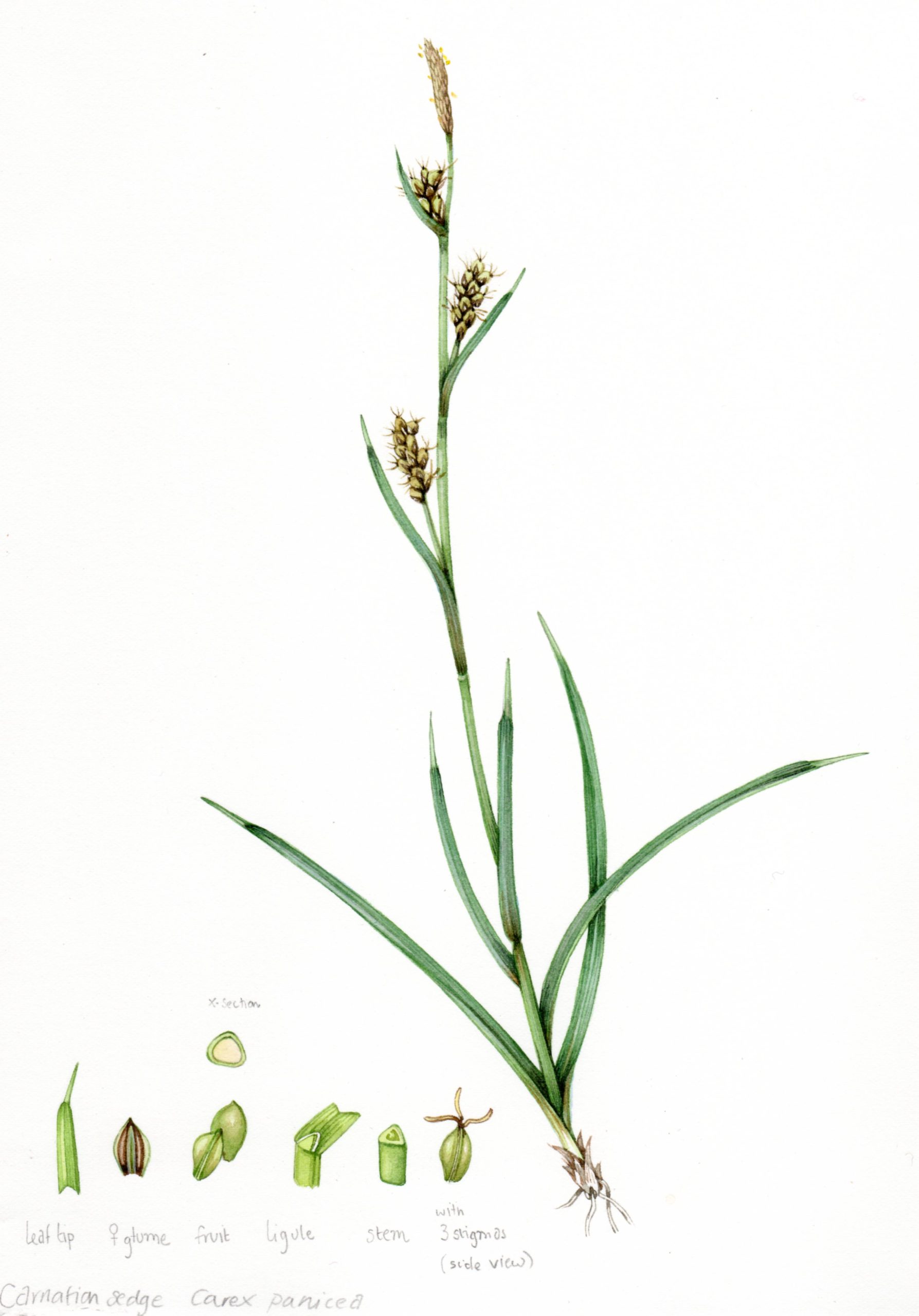 Sedge carnation
