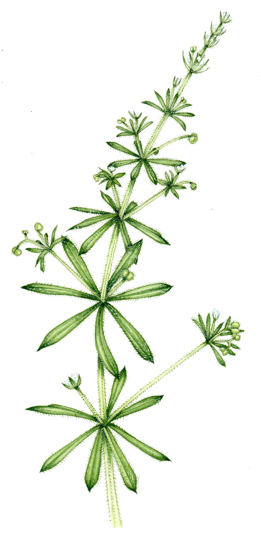 Cleavers