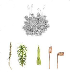 Moss Common Hair moss details