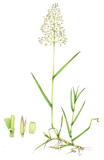 Grass Common bent Agrostis capillaris orignal unfrmaed watercolour by Lizzie harper botanical illustrator
