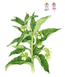 Common Comfrey
