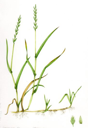 Grass Common couch Elymus repens unframed original for sale botanical illustration by Lizzie Harper