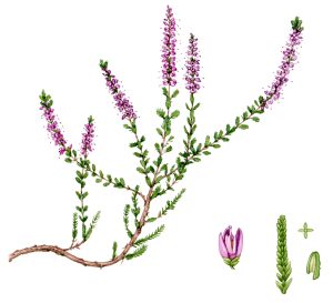 Common heather or Ling – SOLD