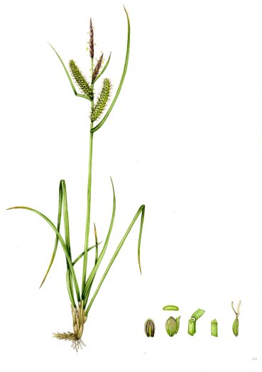 Sedge Common sedge carex nigra unframed original for sale botanical illustration by Lizzie Harper