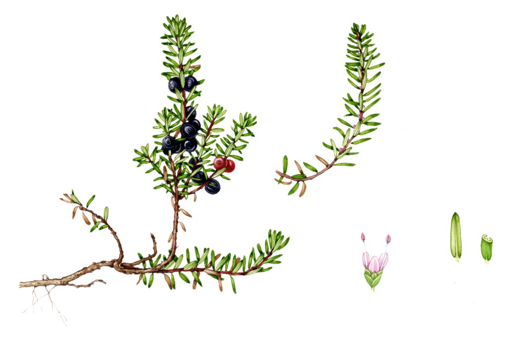 Crowberry original illustration for sale