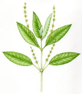 Dogs mercury