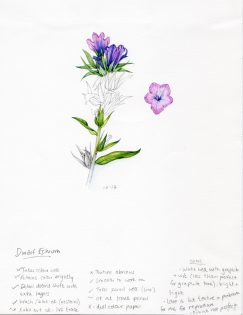 Dwarf Echium Sketchbook study – SOLD –