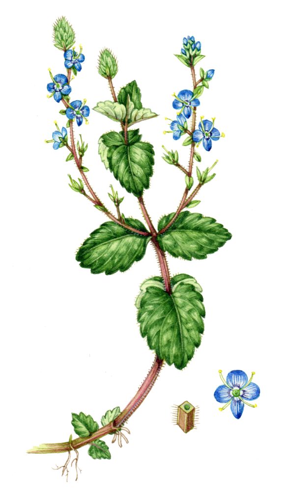 Germander speedwell original illustration for sale