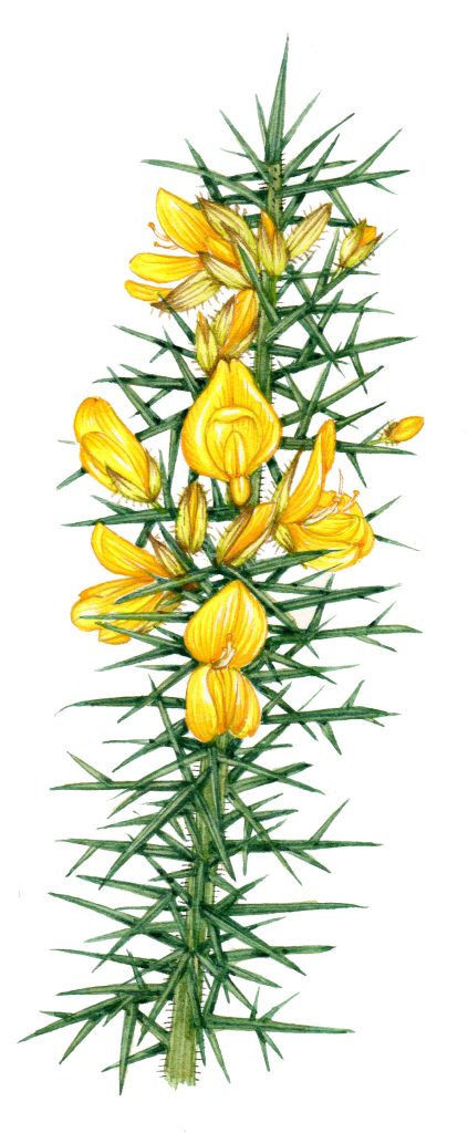 Gorse ulex original watercolour illustration for sale