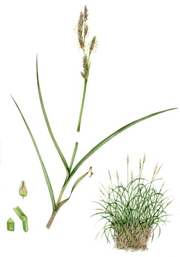 Sedge Greater tussock sedge Carex paniculata unframed original for sale botanical illustration by Lizzie Harper