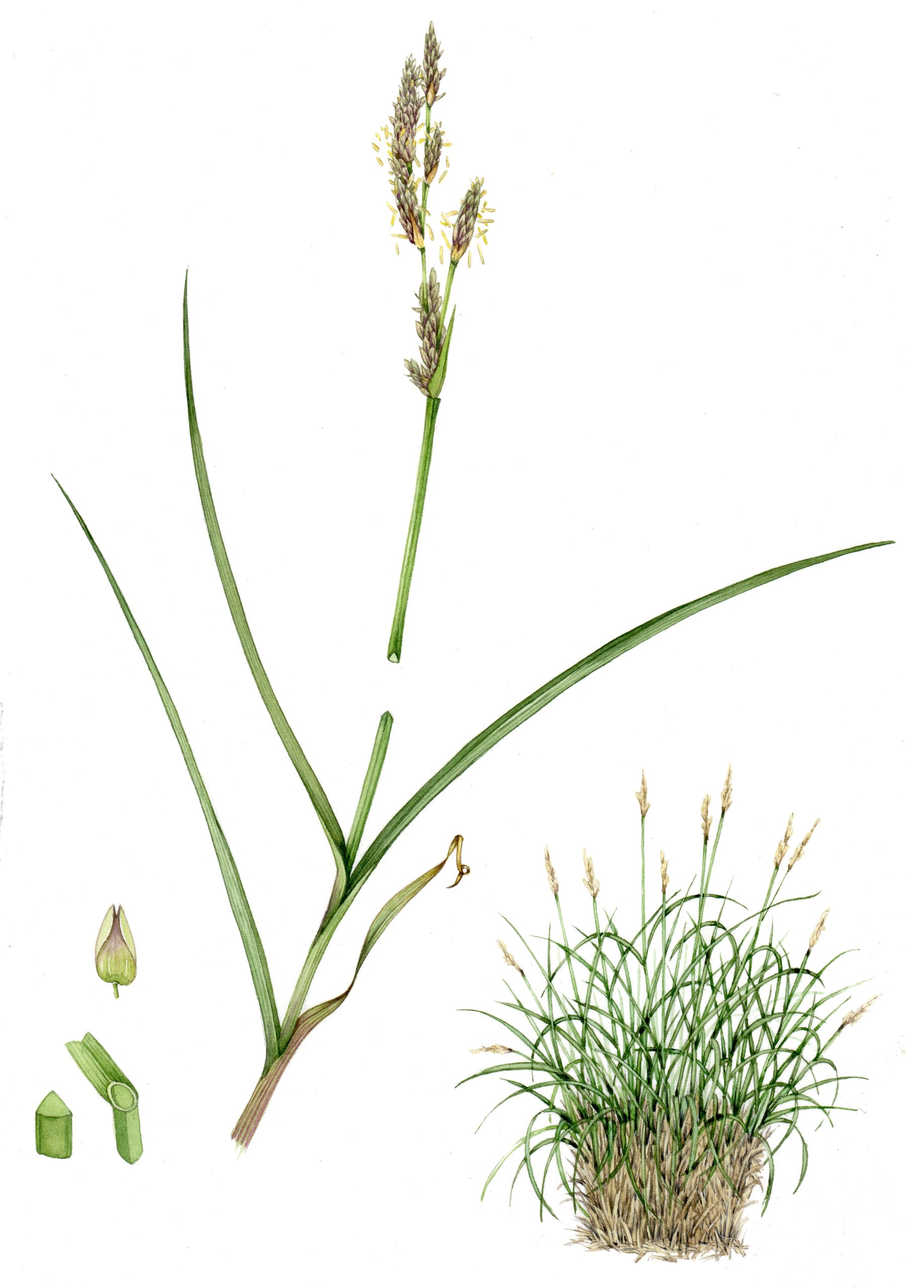 Sedge tussock