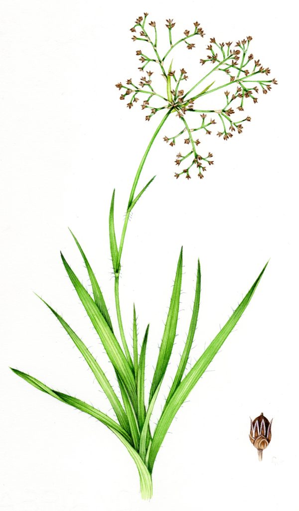 Rush Greater wood rush Luzula sylvatica unframed original for sale botanical illustration by Lizzie Harper