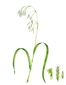 Grass Hairy wood brome Bromopsis ramosa unframed original for sale botanical illustration by Lizzie Harper