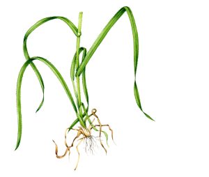 Grass Hairy wood brome detail