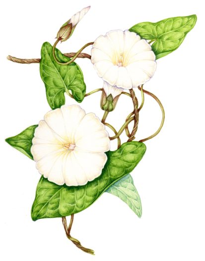 Hedge bindweed original watercolour illustration for sale