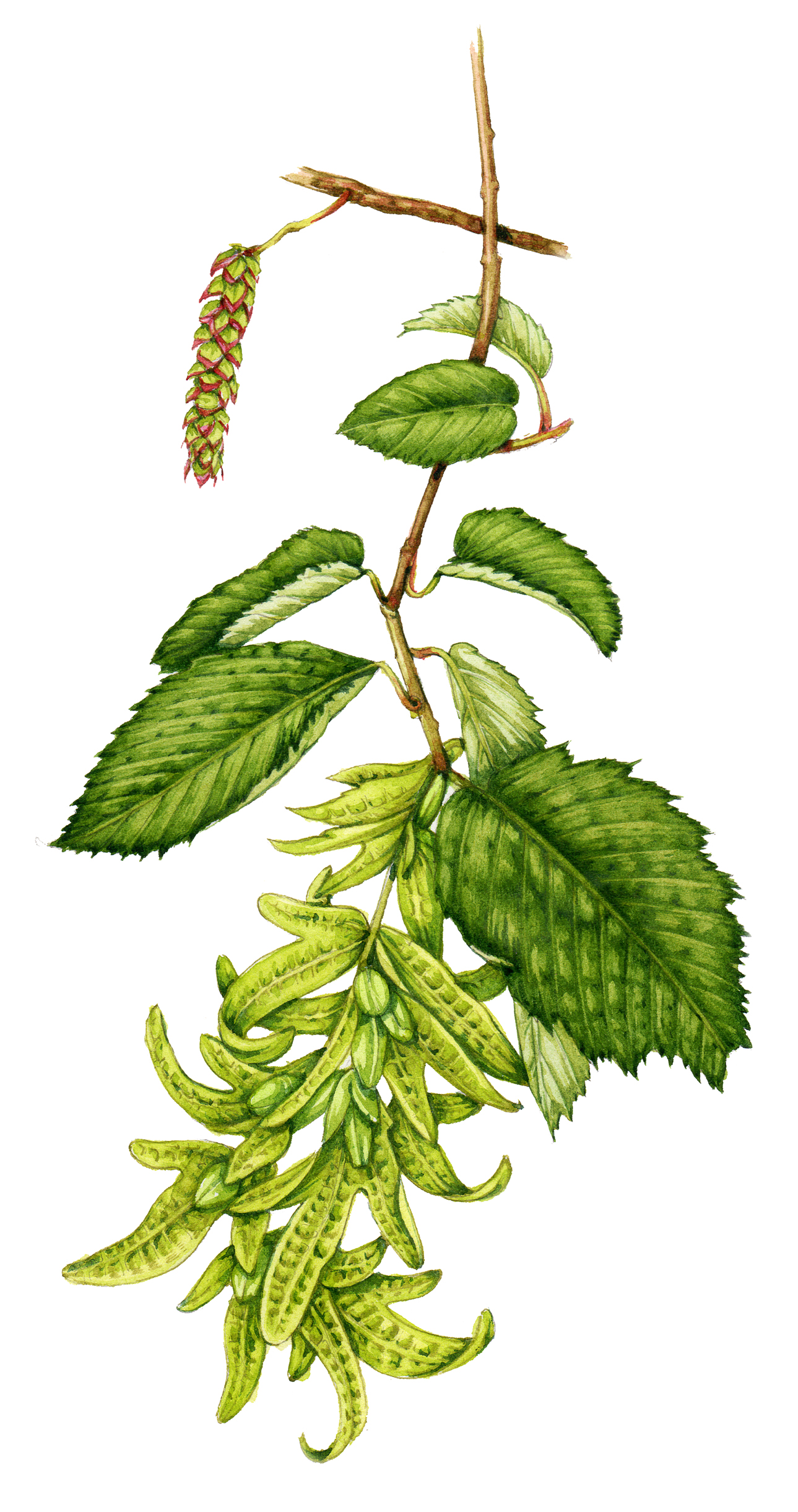 Hornbeam