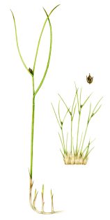 Rush Three leaved rush