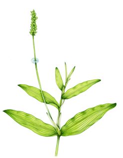 Whitestem Pondweed Potamogeton praelongus