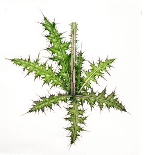 Marsh thistle detail