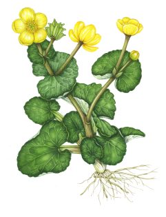 Marsh marigold