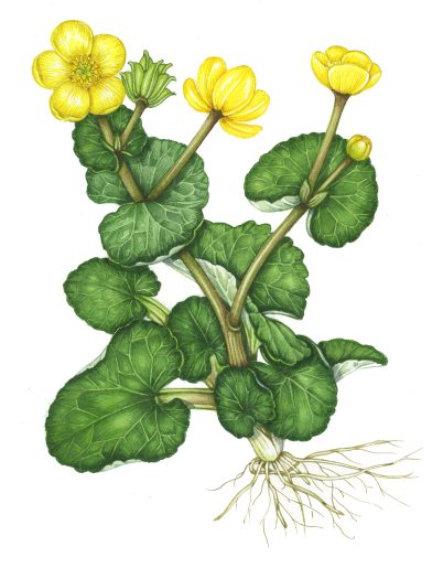 Marsh marigold original illustration for sale