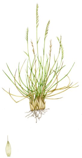 Grass Mat grass Nardus scticta unframed original for sale botanical illustration by Lizzie Harper