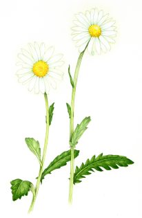 Ox eye Daisy – SOLD –