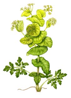 Perfoliate Alexanders