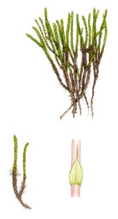 Moss Apple Fountain moss – SOLD –