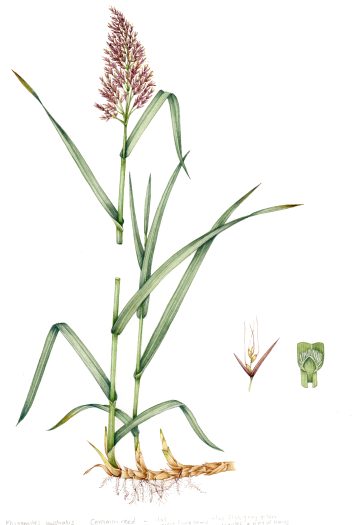 Grass common