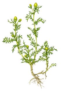 Pineapple mayweed or Pineapple weed