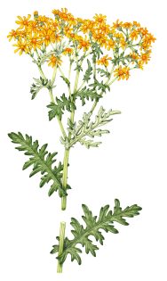Ragwort – SOLD –