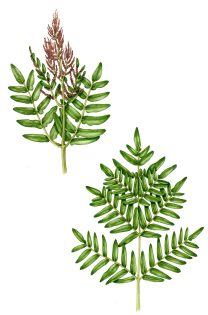 Royal Fern – SOLD –