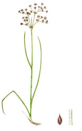 Rush Sharp Flowered Rush Juncus acutiflorus unframed original for sale botanical illustration by Lizzie Harper