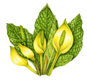 Skunk Cabbage