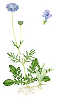 Small Scabious – SOLD –
