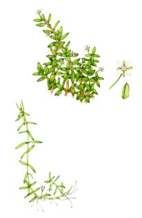 New Zealand Pygmyweed