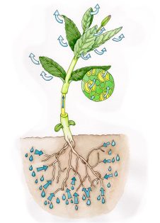 Transpiration diagram – SOLD –