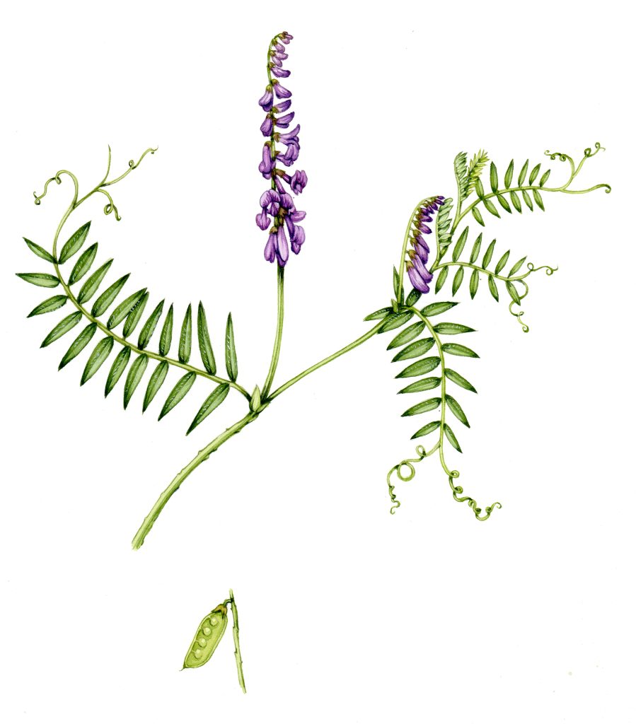 tufted-vetch-lizzie-harper