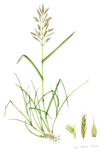 Grass Upright brome Bromus erectus unframed original for sale botanical illustration by Lizzie Harper