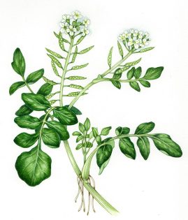 Watercress – SOLD –