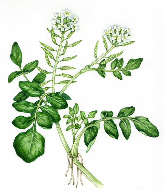 Watercress original illustration for sale