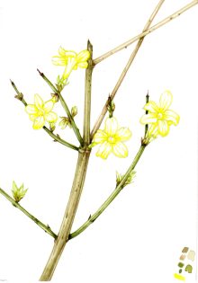 Winter jasmine sketchbook study – In portfolio –