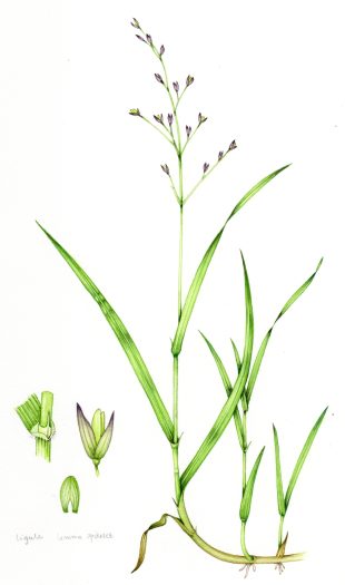 Grass Wood Melick Melica uniflora unframed original for sale botanical illustration by Lizzie Harper