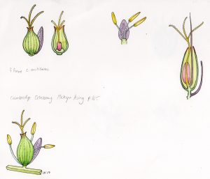 Rush and Sedge flowers diagram – SOLD –