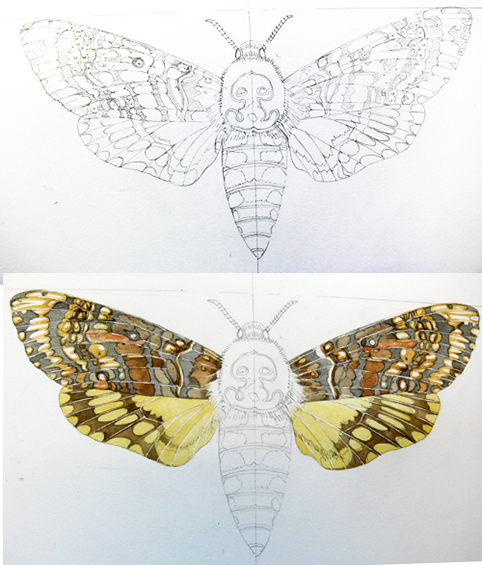 illustrating butterflies