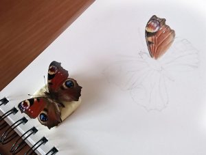 illustrating butterflies