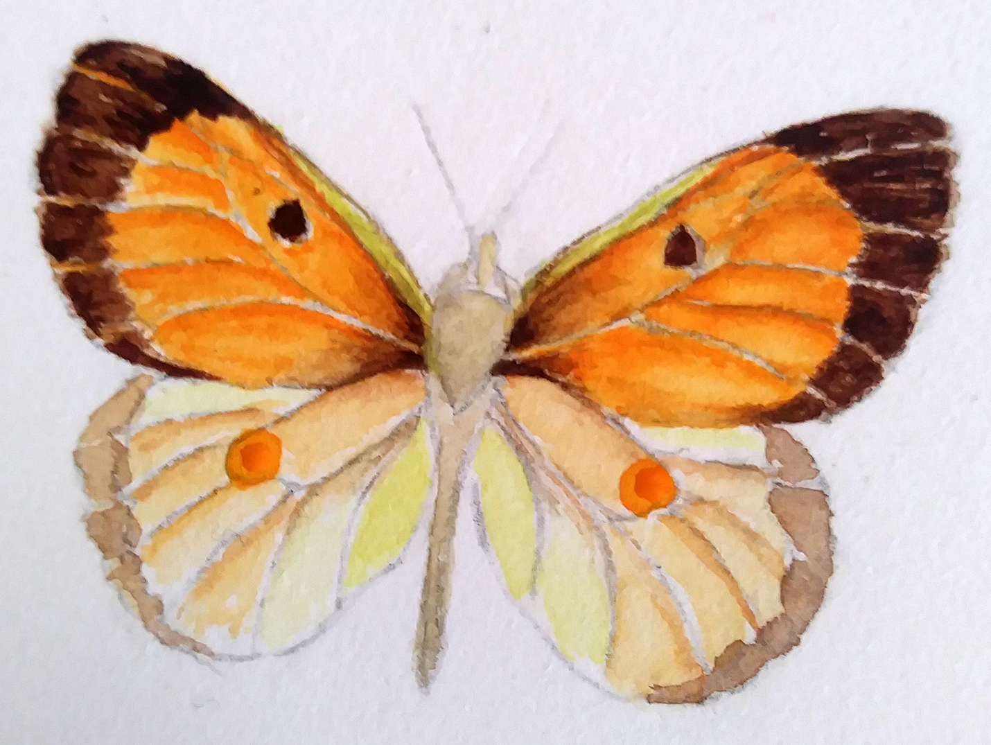 Illustrating Butterflies Lizzie Harper illustrator student work 10 ...