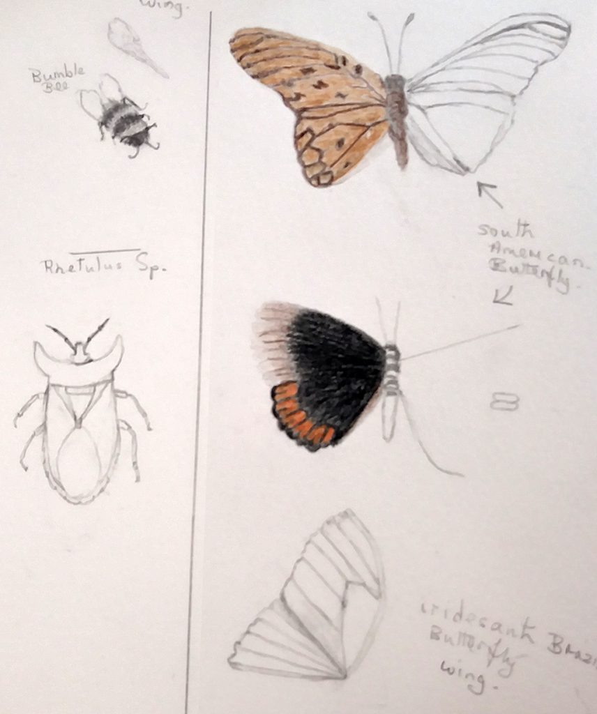 illustrating butterflies