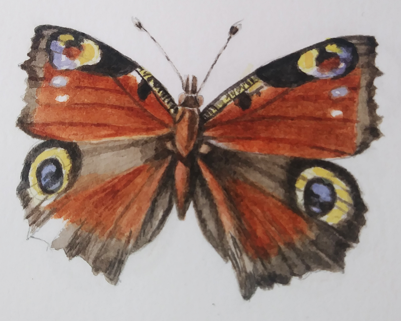 Illustrating Butterflies Lizzie Harper illustrator student work 13 ...